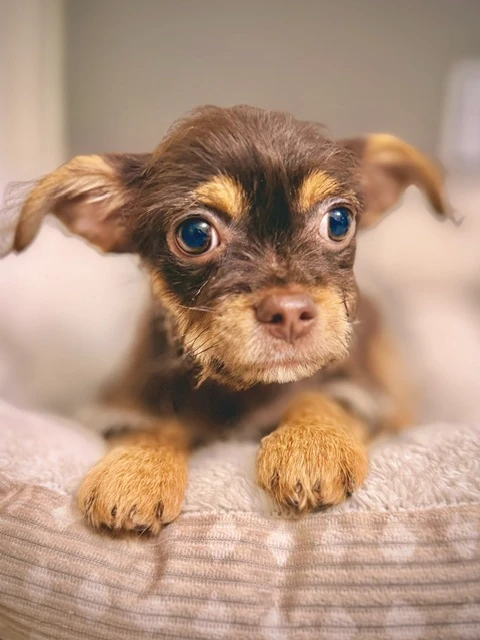 A baby small-sized female Yorkshire Terrier dog named Gremlin for adoption in Lindenhurst, NY