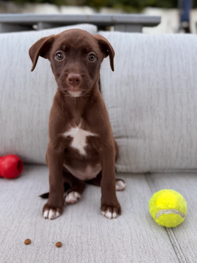 A baby small-sized female Australian Shepherd dog named Maple for adoption in Lindenhurst, NY
