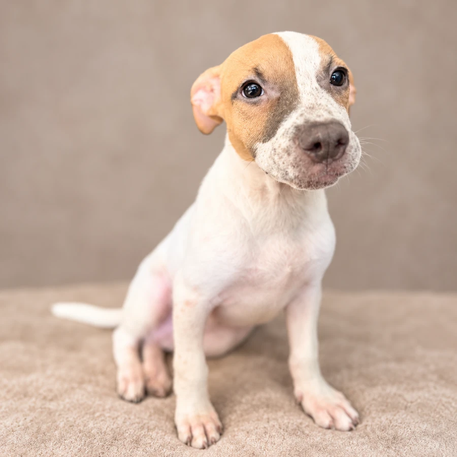 A baby medium-sized female White / Cream Mixed Breed dog named Stella (2943) for adoption in Lindenhurst, NY