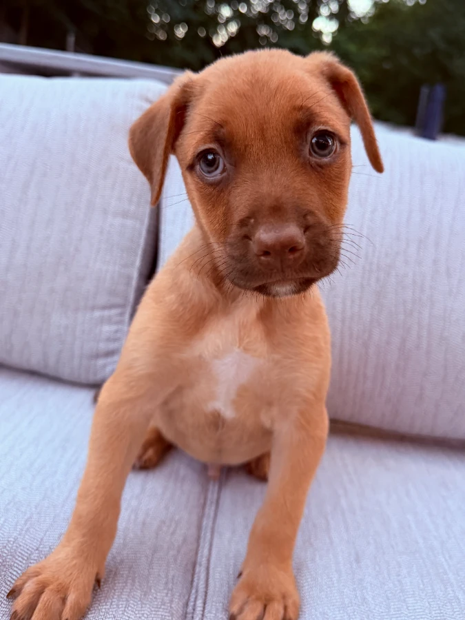 A baby small-sized male Australian Shepherd dog named Pumpkin for adoption in Lindenhurst, NY