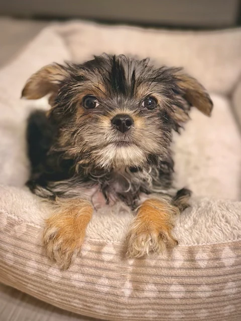 A baby small-sized female Yorkshire Terrier dog named Mogwai for adoption in Lindenhurst, NY