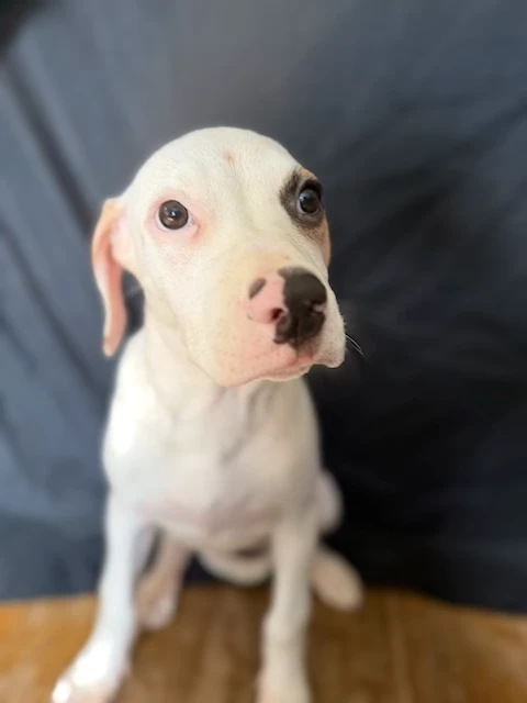 A baby medium-sized female Mixed Breed dog named Sol (2903) for adoption in Lindenhurst, NY