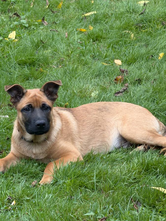 Pepper (8400)