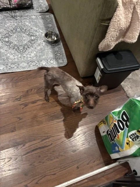 An adult small-sized female Mixed Breed dog named Caroline for adoption in Lindenhurst, NY