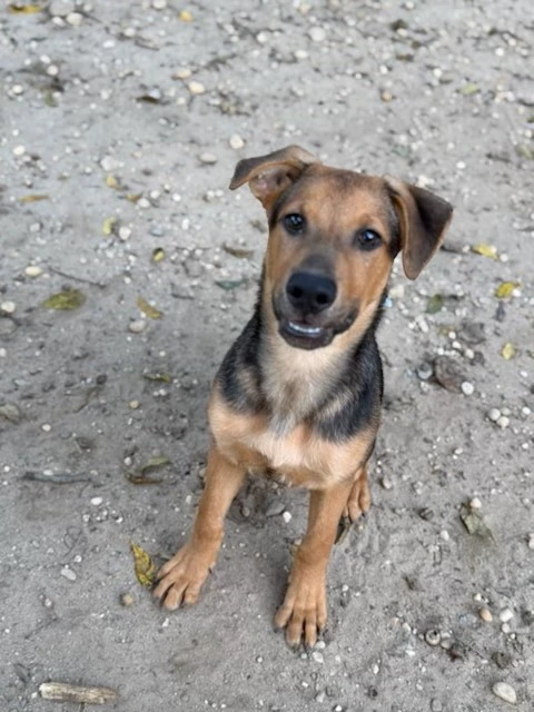A baby medium-sized male Apricot / Beige Mixed Breed dog named Diesel for adoption in Lindenhurst, NY