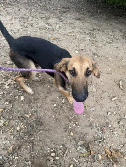 A baby medium-sized male Mixed Breed dog named Frankenstein for adoption in Lindenhurst, NY