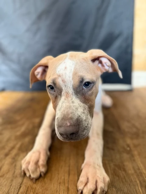 A baby medium-sized male Mixed Breed dog named Orion (0701) for adoption in Lindenhurst, NY