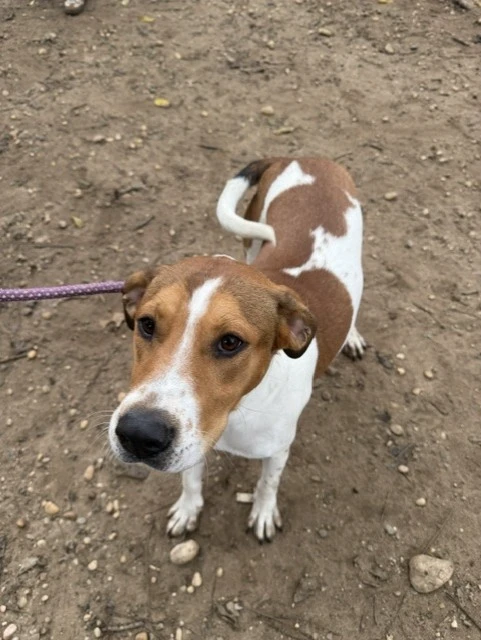 A baby medium-sized male Mixed Breed dog named Dracula for adoption in Lindenhurst, NY