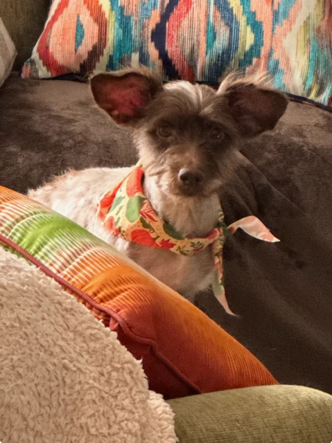 An adult small-sized female Mixed Breed dog named Coraline for adoption in Lindenhurst, NY