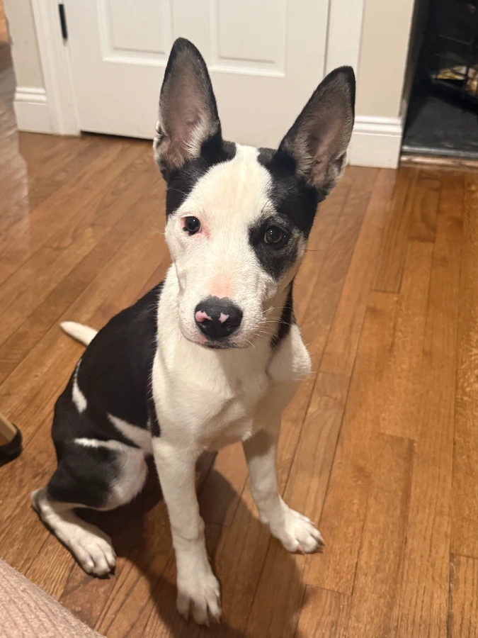 A baby medium-sized female Mixed Breed dog named Dottie for adoption in Lindenhurst, NY