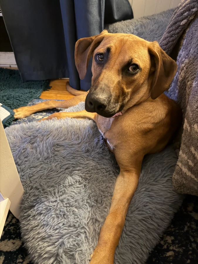 Nala