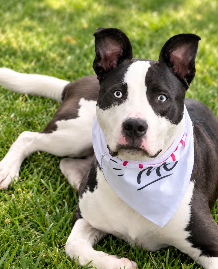 A young medium-sized male Husky dog named Beamer for adoption in Lindenhurst, NY