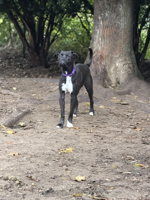 A young medium-sized male Mixed Breed dog named Comet for adoption in Lindenhurst, NY