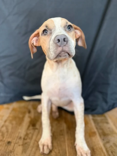 A baby medium-sized female Mixed Breed dog named Nova (2605) for adoption in Lindenhurst, NY