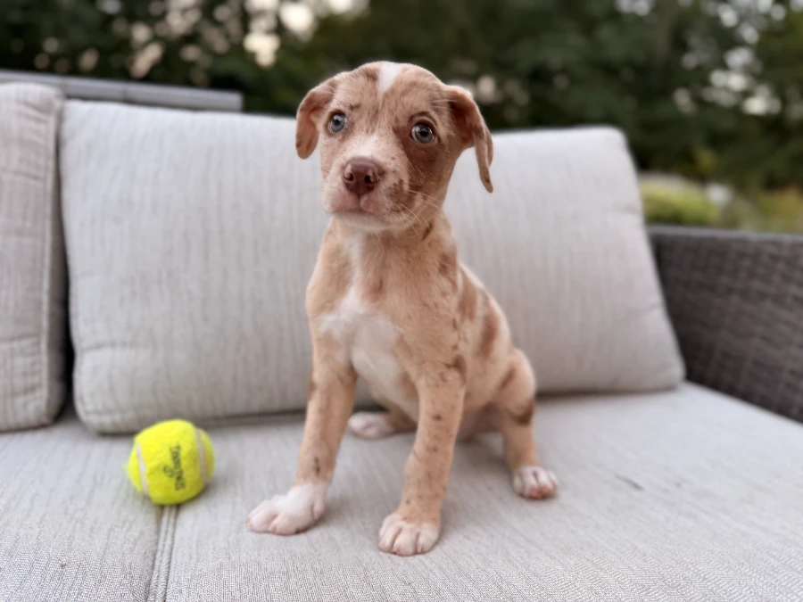 A baby small-sized male Australian Shepherd dog named Leaf for adoption in Lindenhurst, NY
