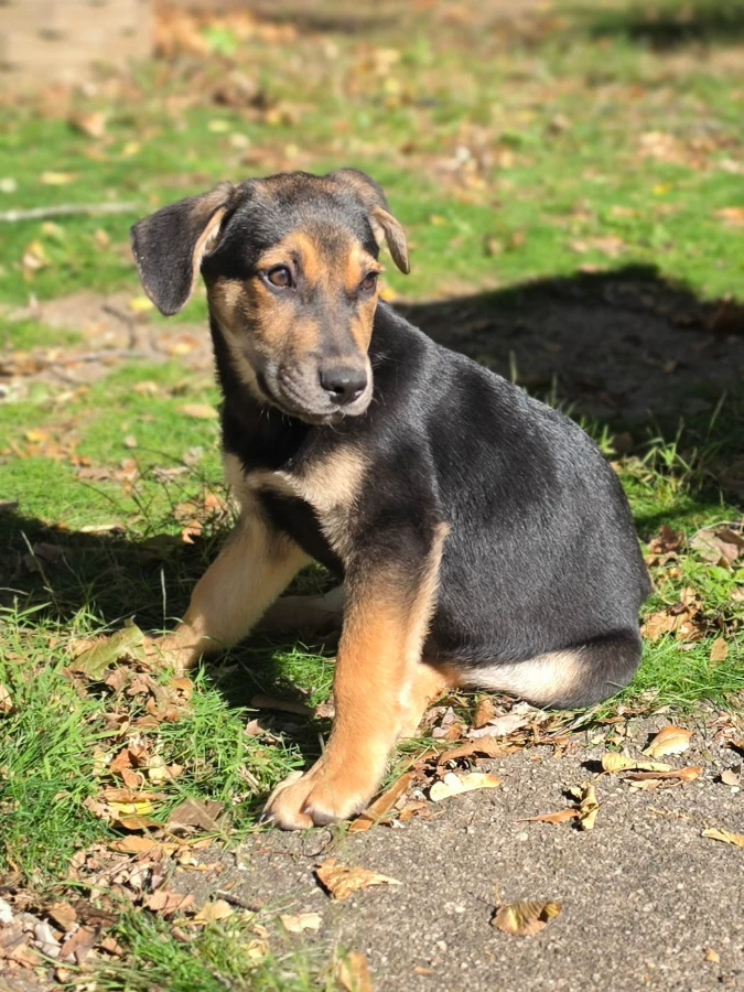 A baby medium-sized male Brown / Chocolate Mixed Breed dog named Tender Heart Bear for adoption in Lindenhurst, NY