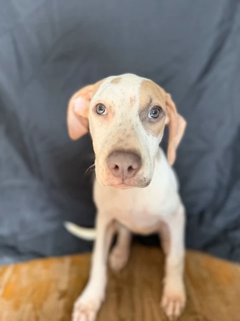 A baby medium-sized female Mixed Breed dog named Luna (3074) for adoption in Lindenhurst, NY