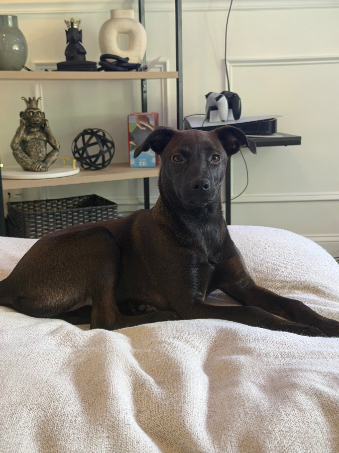 A baby medium-sized female Black Mixed Breed dog named Rose for adoption in Lindenhurst, NY