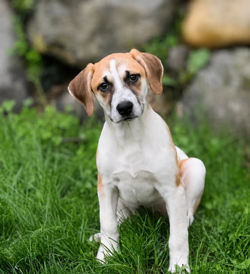 A baby medium-sized female Yellow / Tan / Blond / Fawn Mixed Breed dog named Cannoli for adoption in Lindenhurst, NY