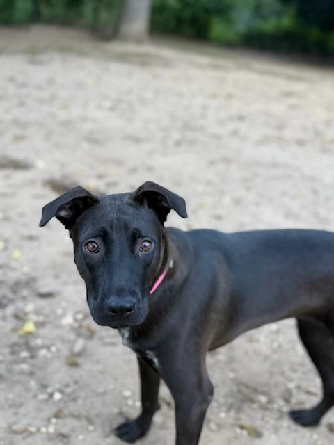 Darla