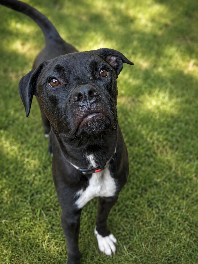 A young medium-sized male Black Mixed Breed dog named Comet for adoption in Lindenhurst, NY