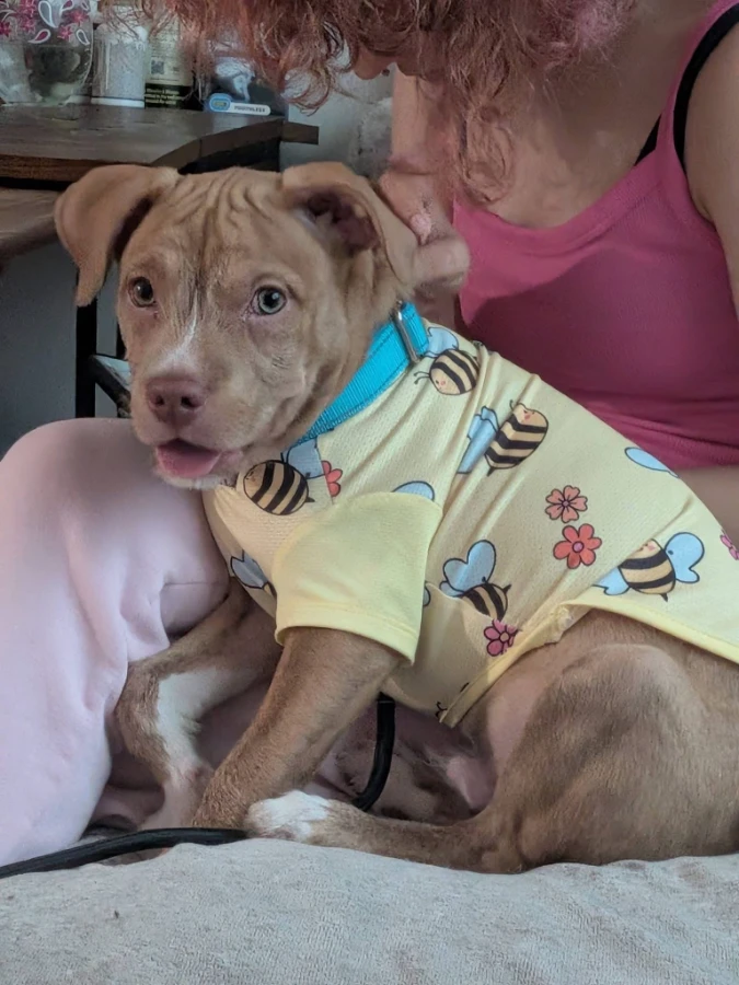 A baby medium-sized male Pit Bull Terrier dog named Dusty for adoption in Cincinnati, OH