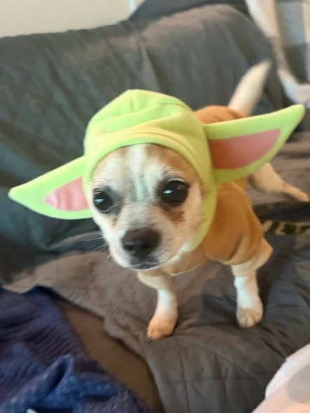 Bugsy thumbnail 8