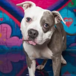 An adult medium-sized female Mixed Breed dog named Piglette for adoption in Cincinnati, OH