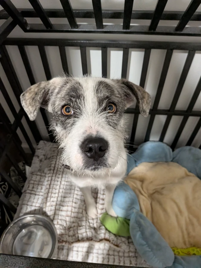 A young medium-sized female Airedale Terrier dog named Marley for adoption in Cincinnati, OH