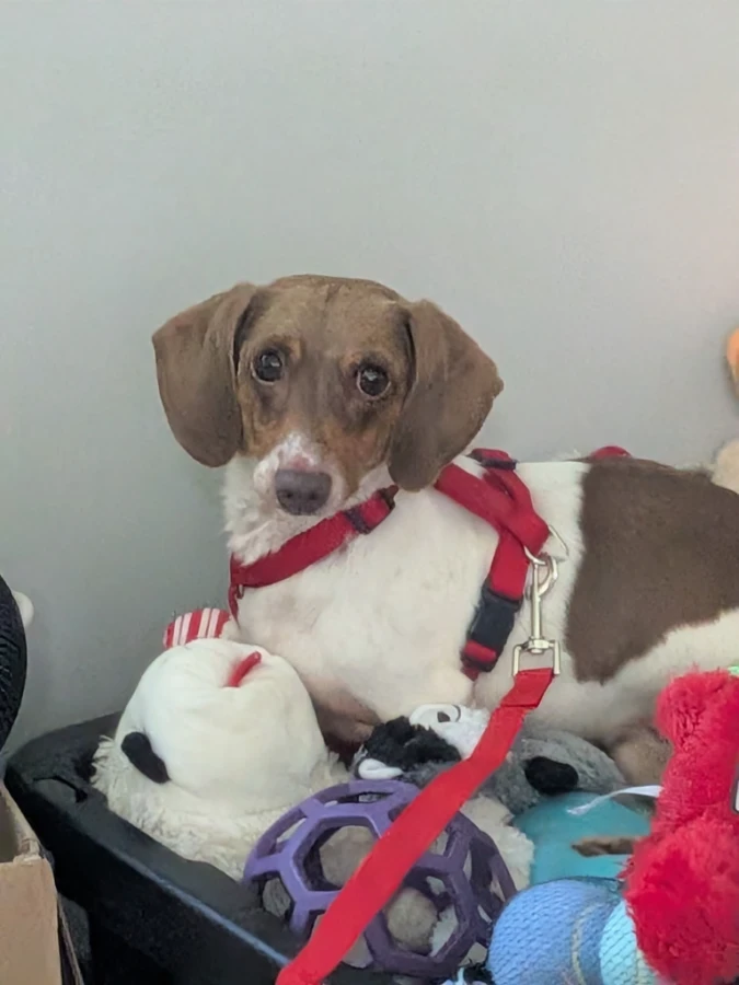 Otis thumbnail 3
