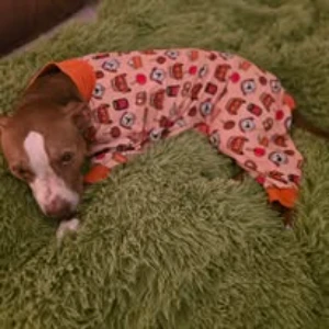 Maggie thumbnail 4