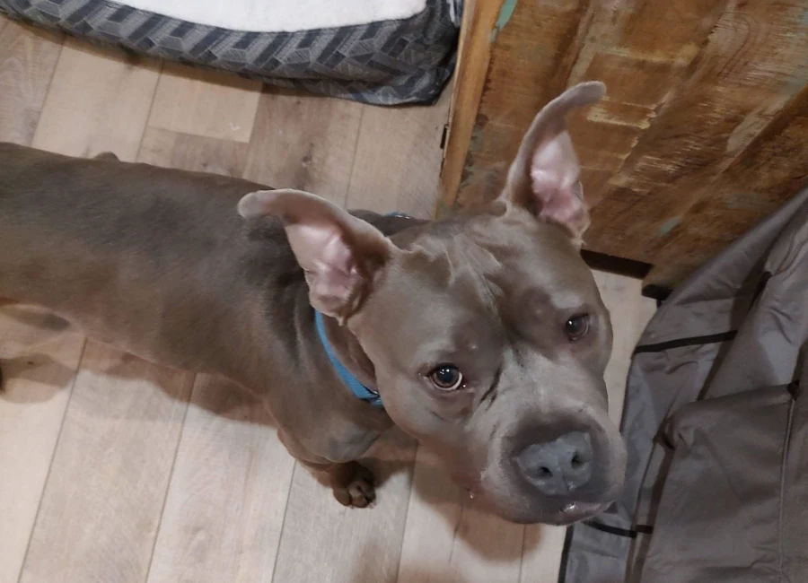 Murphy (formerly known as Morgan) thumbnail 5