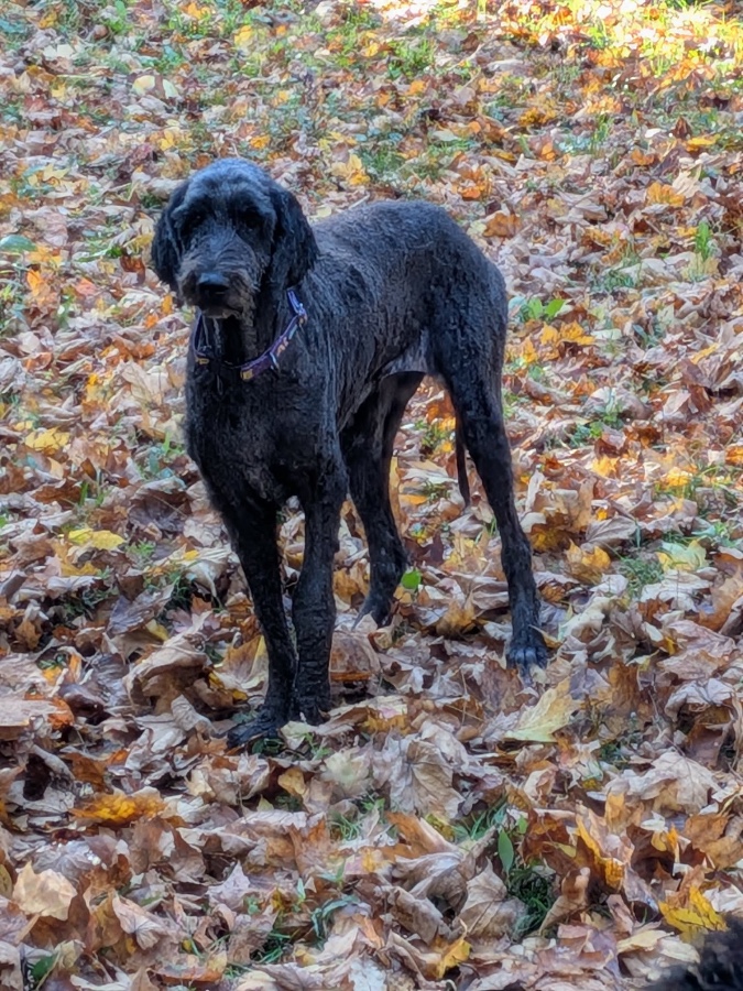An adult large-sized female Schnoodle dog named Lexie for adoption in Cincinnati, OH