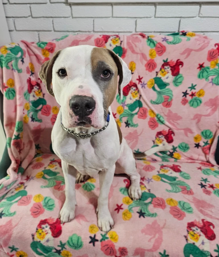 A young large-sized male American Bulldog dog named McRib for adoption in Cincinnati, OH