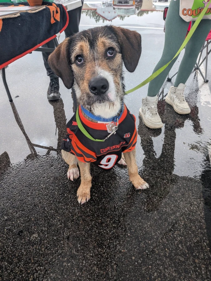 A baby large-sized male Airedale Terrier dog named Tramp for adoption in Cincinnati, OH