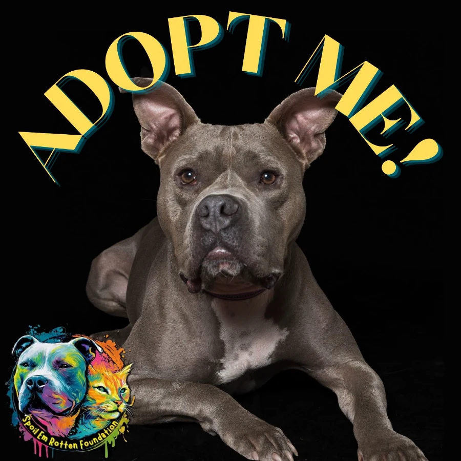 An adult medium-sized male American Staffordshire Terrier dog named Murphy (formerly known as Morgan) for adoption in Cincinnati, OH