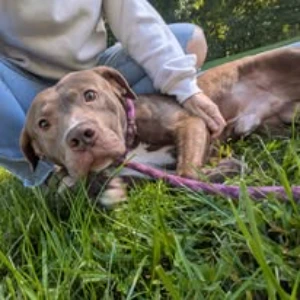 A young medium-sized male Bullmastiff / Mixed (short Coat) dog named Copper for adoption in Cincinnati, OH