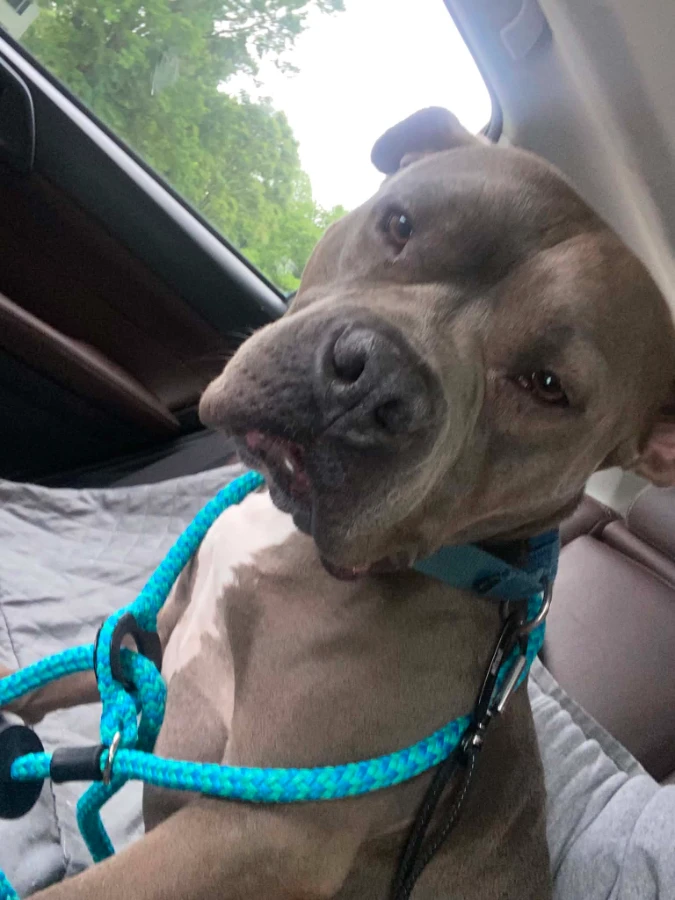 Murphy (formerly known as Morgan) thumbnail 6
