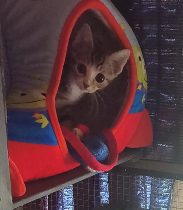 A young small-sized female Exotic Shorthair cat named Critter for adoption in Chula Vista, CA
