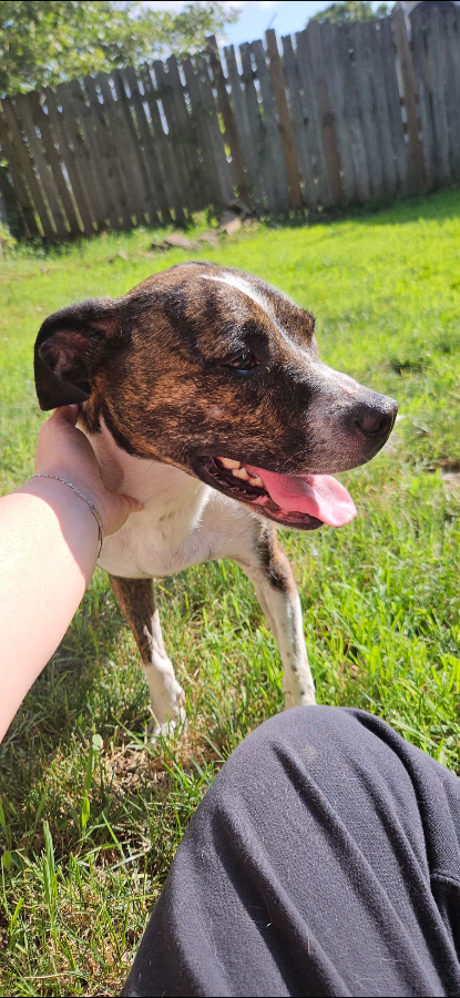An adult medium-sized female Brindle Mixed Breed dog named Wendy  for adoption in Covington, TN