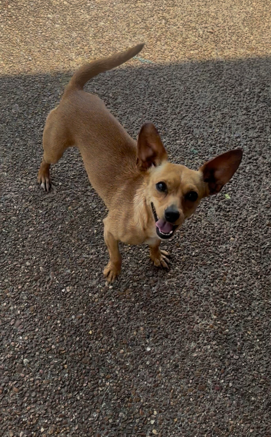 A young small-sized female Chihuahua dog named Susie for adoption in Covington, TN