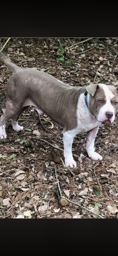 A young large-sized male White / Cream Mixed Breed dog named Hank for adoption in Covington, TN