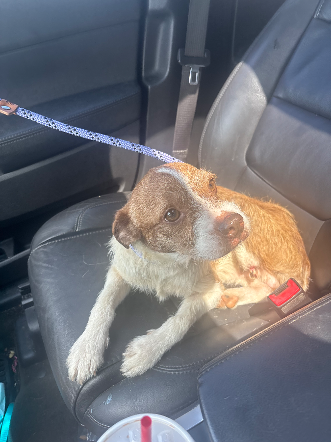 An adult medium-sized male Tricolor (Brown, Black, & White) Mixed Breed dog named Webber  for adoption in Covington, TN