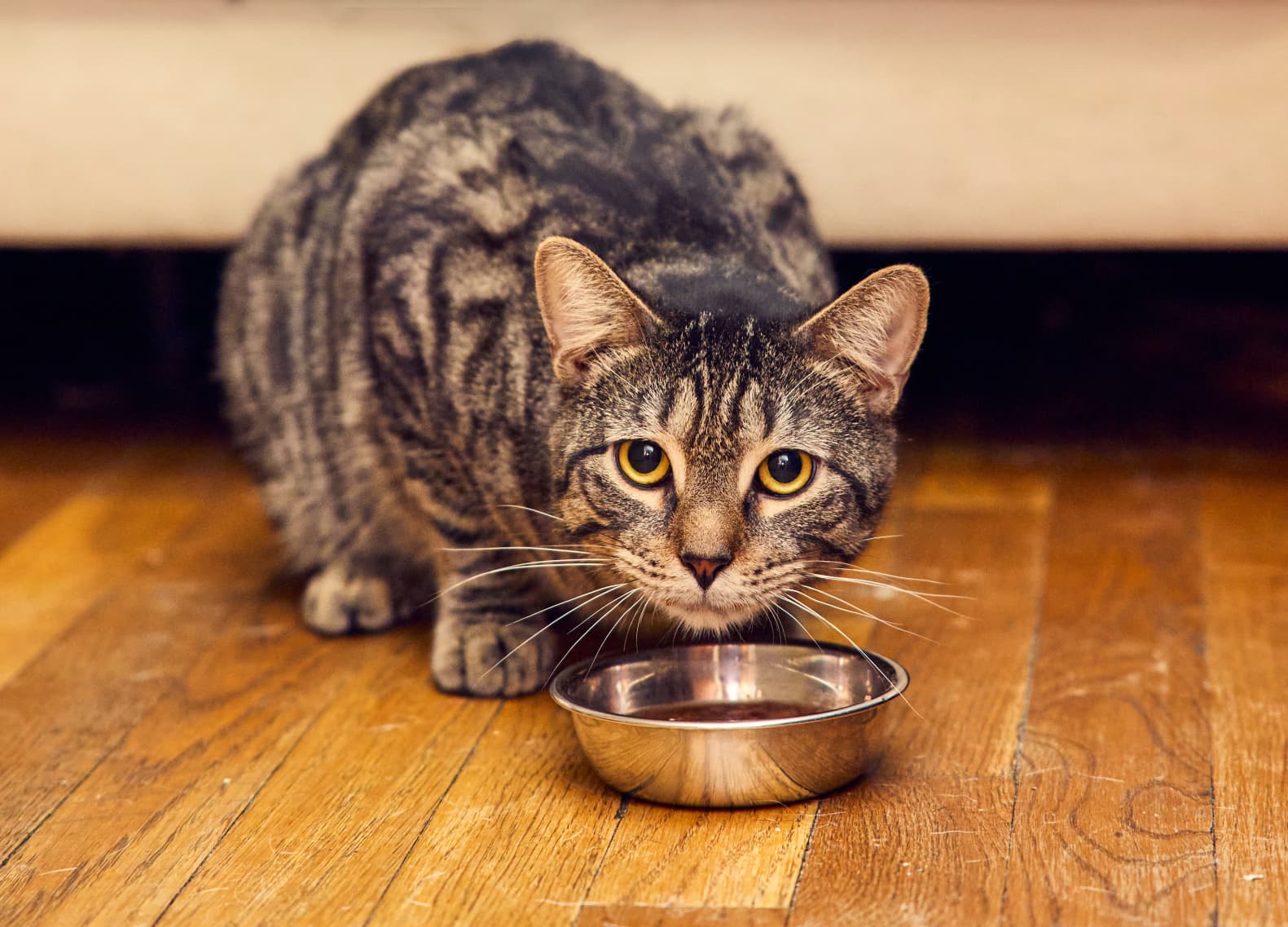 A young unknown-sized male Tabby Domestic Shorthair cat named Kiri for adoption in New York, NY