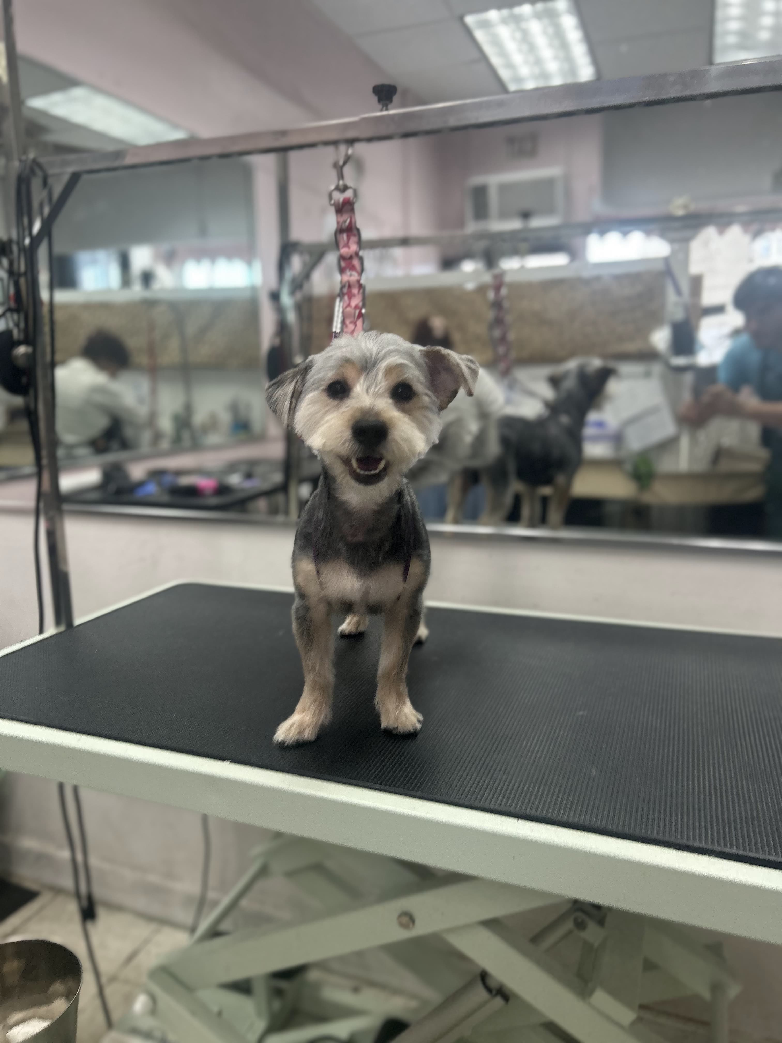 An unknown unknown-sized male Blonde/Silver Mixed Breed dog named Teddy Ruxpin for adoption in New York, NY