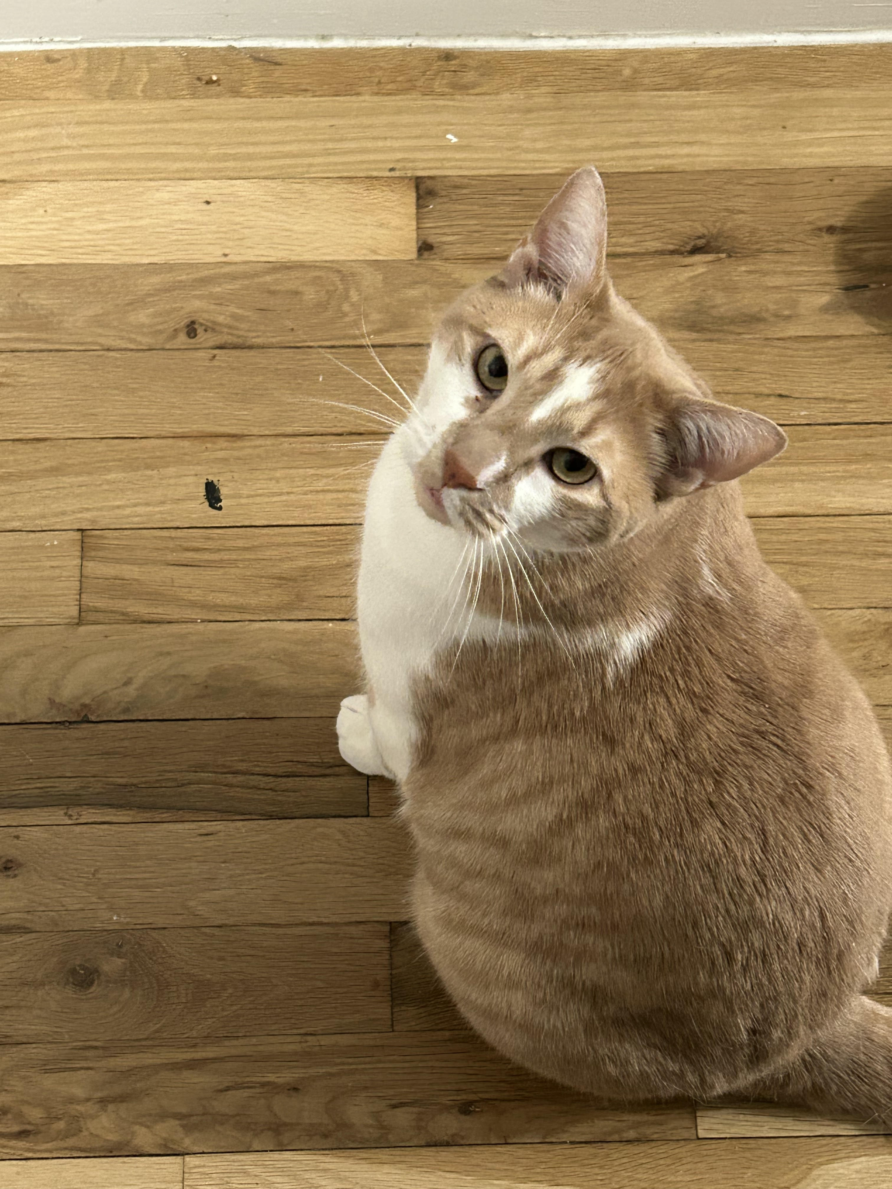 Mylo thumbnail 2