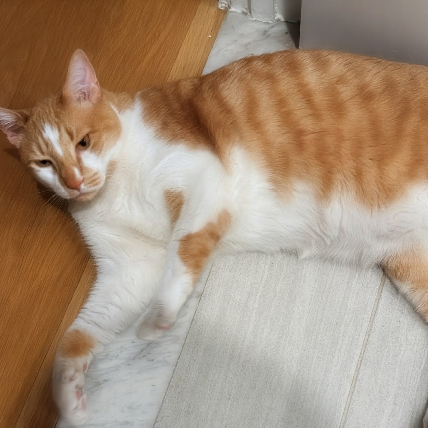 Mylo thumbnail 5