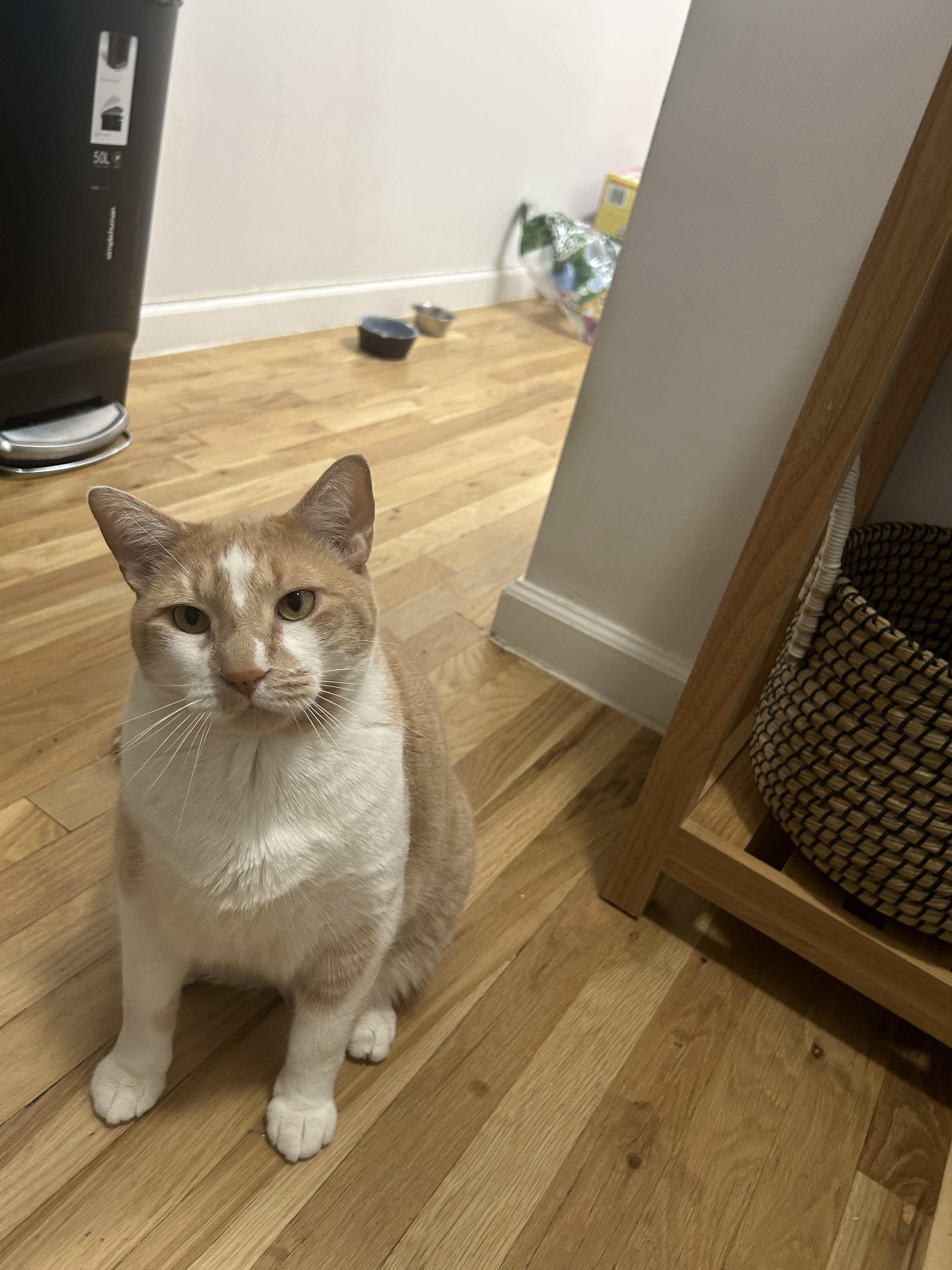 An unknown unknown-sized male Orange & White Domestic Shorthair cat named Mylo for adoption in New York, NY