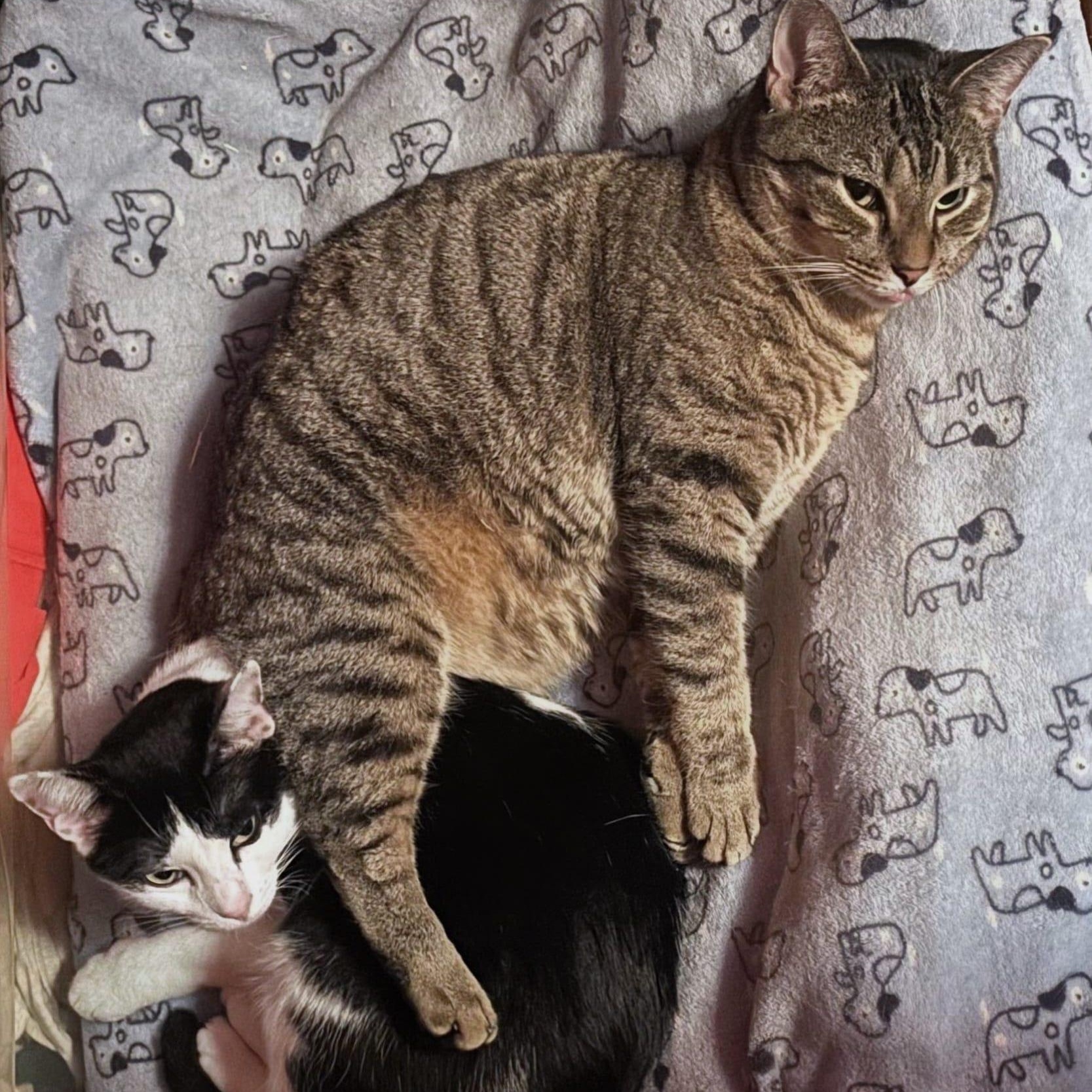 Missy & Minnie thumbnail 3