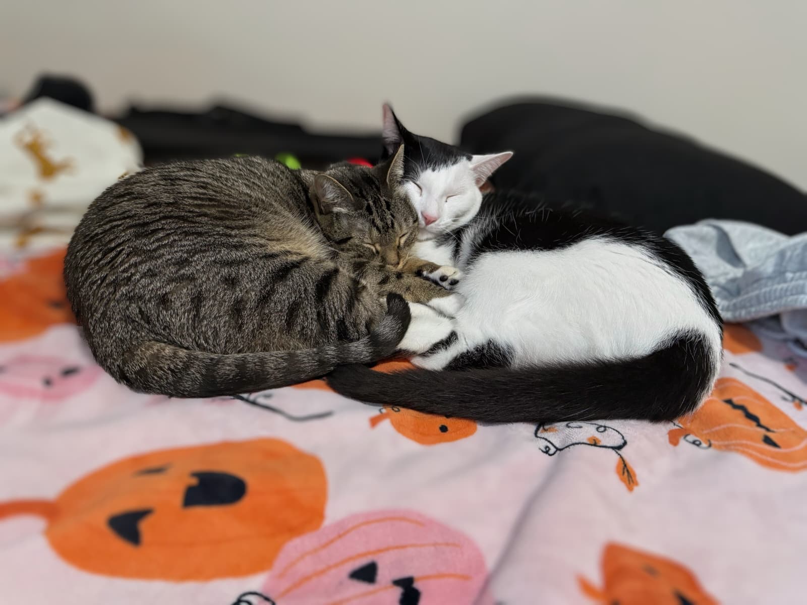Missy & Minnie thumbnail 8